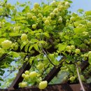 강천초등학교 이미지