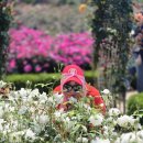 25년5월25일 곡성 섬진강 기차마을 장미축제 이미지