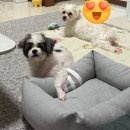 디고 | 디고 강아지약용샴푸 후기, 털결까지 만족한 강아지 샴푸