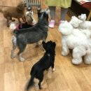 나밍밍 강아지네 이미지