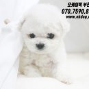 강아지랑고양이 이미지