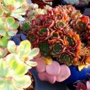 양진농장 이미지