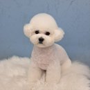 LIKE FRISE | [경기/남양주]LIKE FRISE 비숑 전문 미용샵