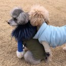 댕댕키친 이미지