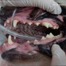 베스트 프렌즈 동물병원 이미지