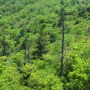 피톤치드 이미지