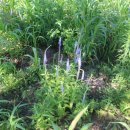 시래 양봉 이미지