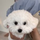 사계절 예쁘개 이미지