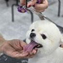 애견미용 이미지