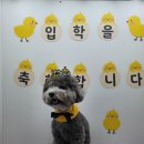 러닝독 스테이 이미지