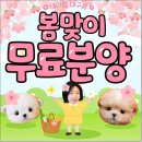 대구강아지분양 테디럽 | 대구강아지무료분양 믿음가는 테디럽