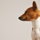 영민동물병원 | 청주강아지분양 도그마루에서 입양한 진짜 이유