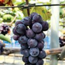 김포시농업기술센터 | [인터뷰] 김포시농업기술센터 이재준 소장