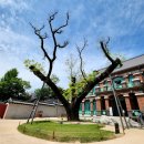 금낭화유치원 | 〔서울〕고궁여행 덕수궁 ㅡ 철쭉꽃이 피어 있다는 소식을 듣고 왔는데 보너스로 은방울꽃까지 만났네요~