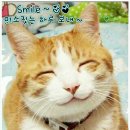 바람난강아지 이미지