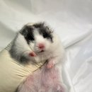 선셋 햄스터리 이미지