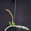 Dendrobium parishii semi-alba 'Bulb ' 이미지