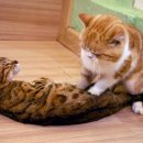 꾹꾹이 하는 고양이(kneading cats) 이미지