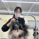 김지순애견미용학원 이미지