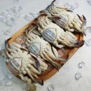 노랑오징어 이미지