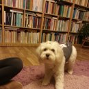 위대한견생 이미지