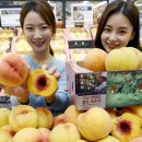 산지뚝심 이미지