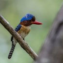 Banded Kingfisher 베트남 250316 이미지