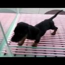 부산강아지분양 알프펫 이미지