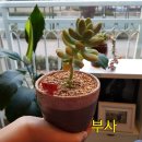 사계절다육농장