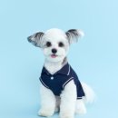 몽글몽글PET 이미지