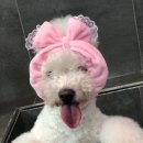 강남언니애견미용호텔 이미지