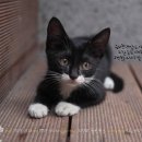 운칠기삼 이미지