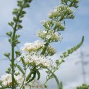 힐링 플라워 꽃꽂이 이미지