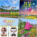 2024년 화순 꽃강길 버스킹 | 전남 화순가볼만한곳 봄꽃 축제 초대가수 일정 셔틀버스 주차장 여행