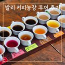 하나메드 | 발리 커피농장 투어 클럽메드 외부 관광 후기