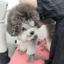 버들동물병원 네이버블로그