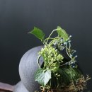 플로라 & 디자인스쿨 이미지