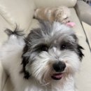 하바네즈 코리아 네이버블로그