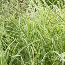 딕시랜드(dixieland) 이미지