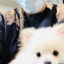 그루머웅 이미지