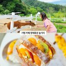 초원애견샵 | 가평 대형 베이커리 카페 놀거리 실내 경기도 아이와 가볼만한곳 양떼목장