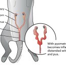 24시알파동물메디컬센터 이미지