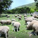 소나무 흑염소 목장 이미지