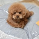 뒹굴개 이미지
