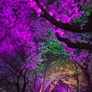 지저 팔공아파트 앞 | 대구 벚꽃 명소 : 아양교 금호강 벚꽃터널 꼭 가세요! (feat. 아양교 야경, 주차tip, 4월1주 개화현황)