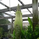 시체꽃(corpse flower) 이미지