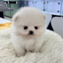 샵펫 강아지분양 울산점 네이버블로그
