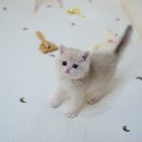 대구고양이분양 나비캣 이미지