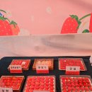 우석유통 | 2026 완주 삼례 딸기대축제 다녀온 후기(딸기 가격, 맛 후기)