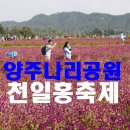 꽃나리 이미지